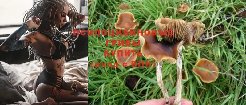 цена   Жиздра  Псилоцибиновые грибы Cubensis 